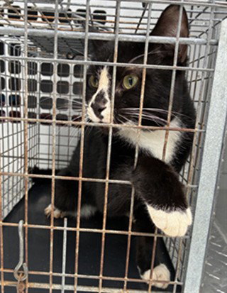 A135172, an adoptable Domestic Short Hair in Palmetto, FL