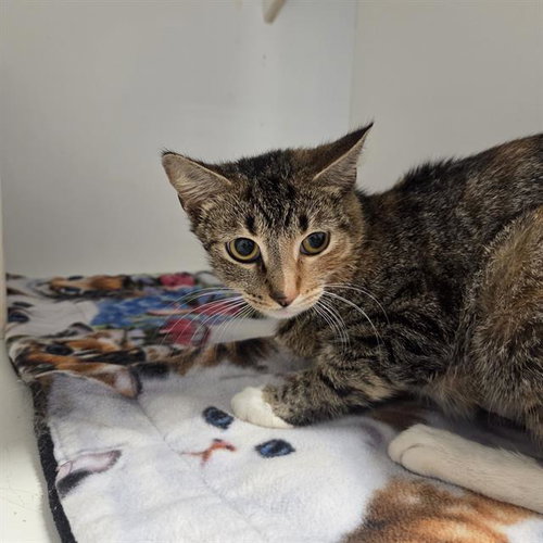 SIBBY, an adoptable Domestic Short Hair in Palmetto, FL