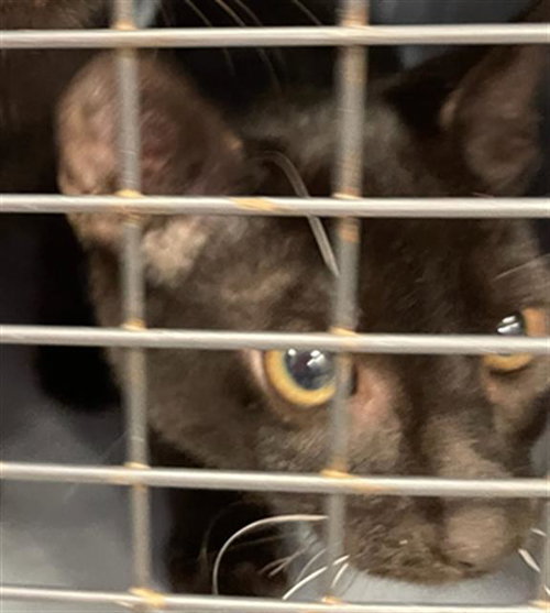 A135188, an adoptable Manx in Palmetto, FL