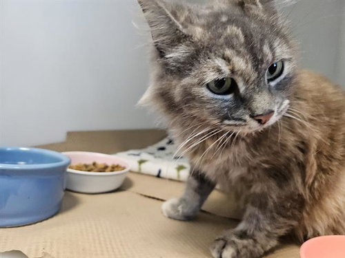 DARCY, an adoptable Domestic Medium Hair in Palmetto, FL