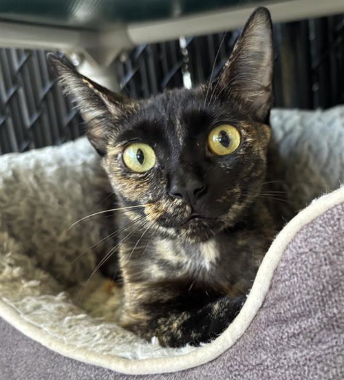 picture of the cat needing adoption