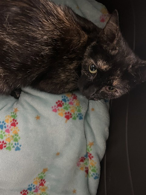 picture of the cat needing adoption