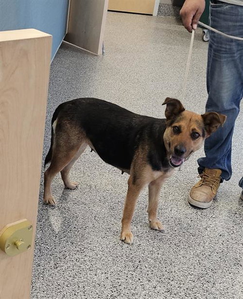 picture of the dog needing adoption