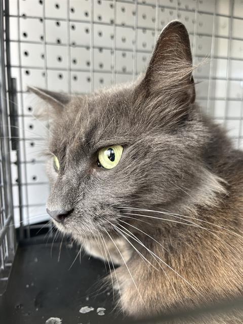 picture of the cat needing adoption