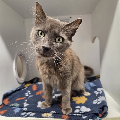 SKYWALKER, an adoptable Domestic Long Hair in Palmetto, FL