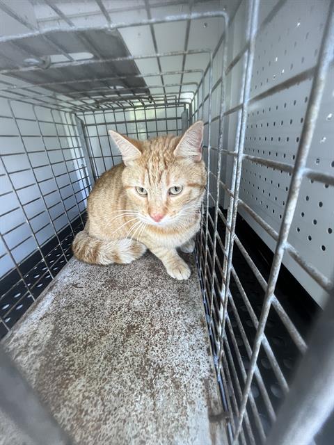 picture of the cat needing adoption