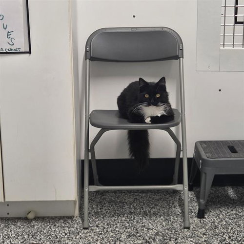 picture of the cat needing adoption