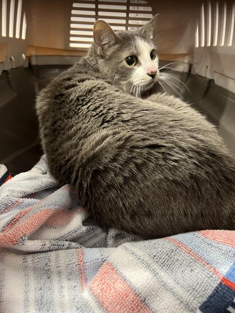 picture of the cat needing adoption