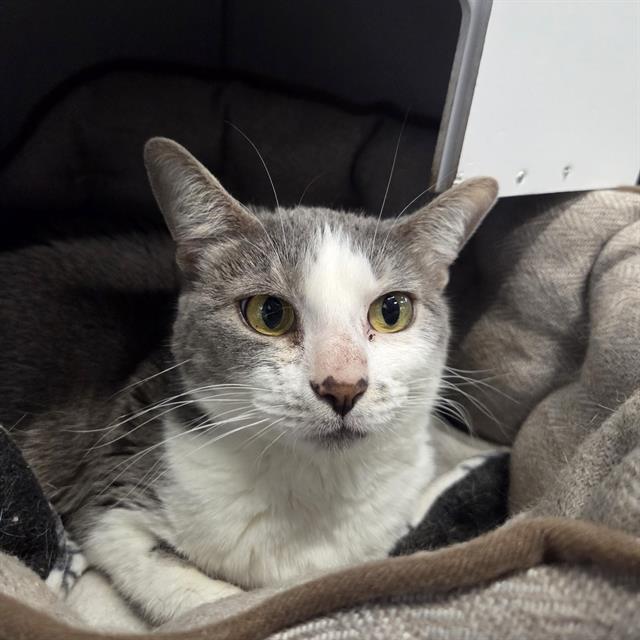 STELLA