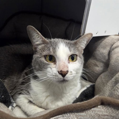 STELLA, Adult Domestic Short Hair (medium coat), cat for adoption in Largo, Florida