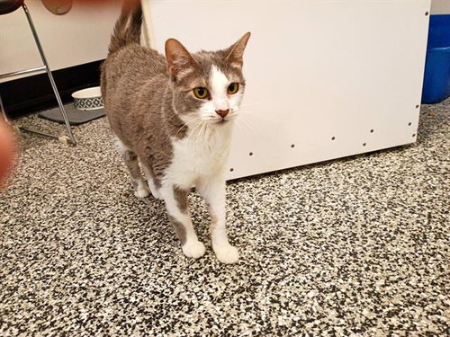 ELLA, Adult Domestic Short Hair (medium coat), cat for adoption in Largo, Florida