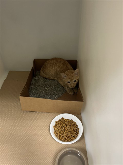 picture of the cat needing adoption