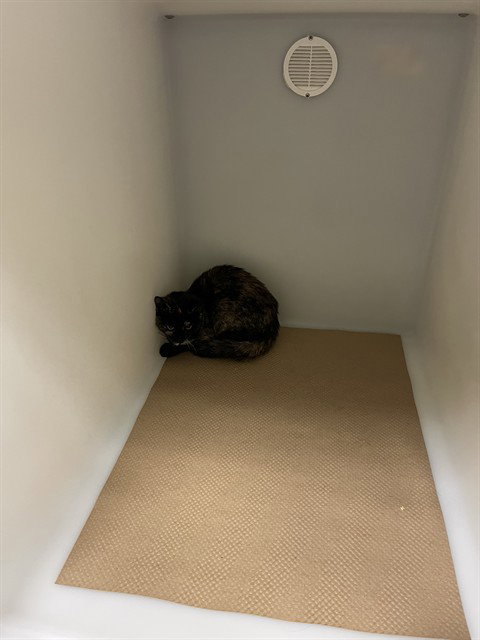 picture of the cat needing adoption