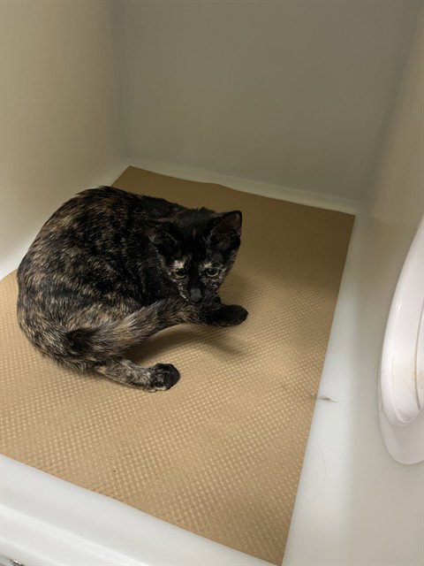 picture of the cat needing adoption