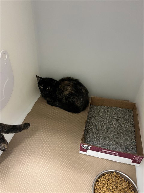 picture of the cat needing adoption