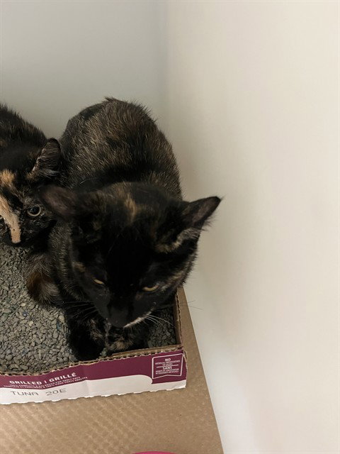 picture of the cat needing adoption