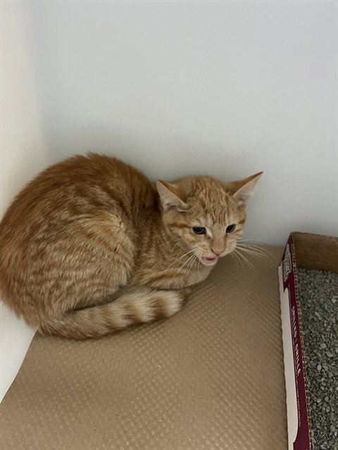 picture of the cat needing adoption
