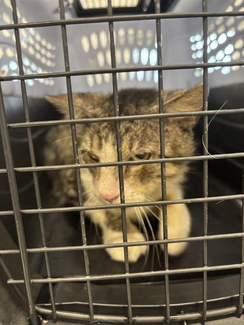 picture of the cat needing adoption