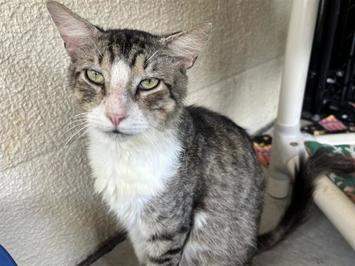 NICO, Adult Domestic Short Hair (medium coat), cat for adoption in Largo, Florida