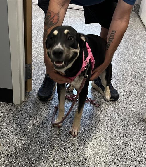 picture of the dog needing adoption