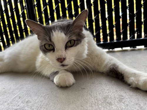 SHERMAN, Senior Domestic Medium Hair (medium coat), cat for adoption in Largo, Florida