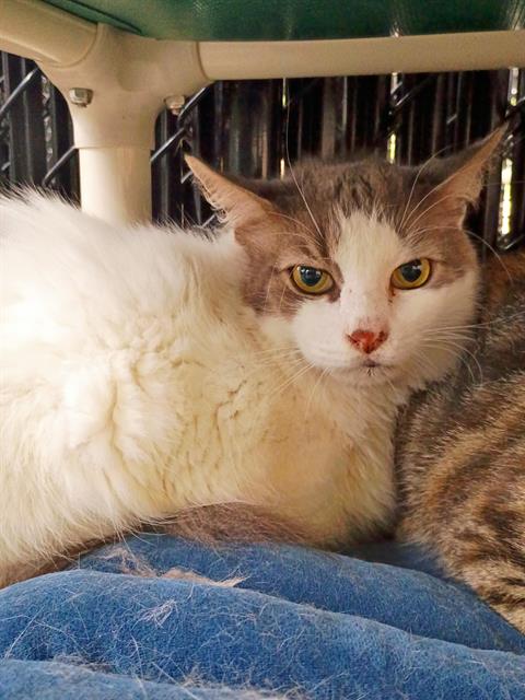SHERMAN, an adoptable Domestic Medium Hair in Palmetto, FL