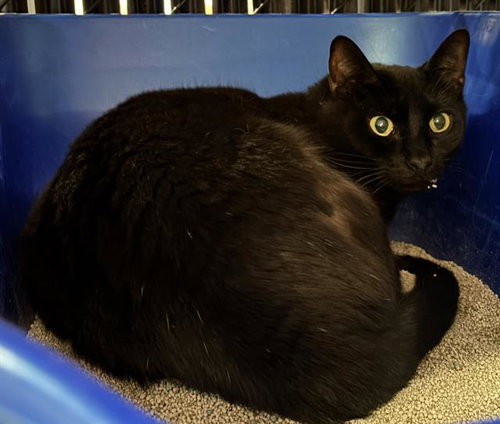 ZACK, Adult Domestic Short Hair (medium coat), cat for adoption in Largo, Florida