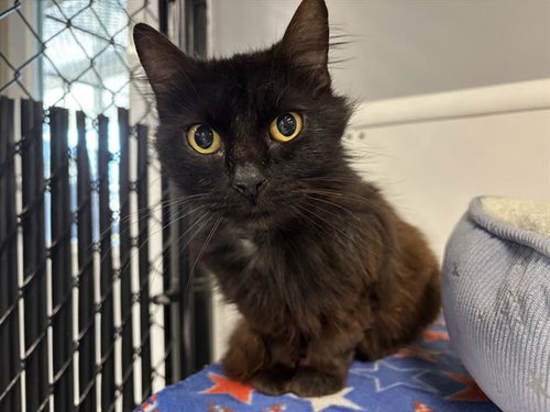 SYBIL, Senior Domestic Short Hair (medium coat), cat for adoption in Largo, Florida