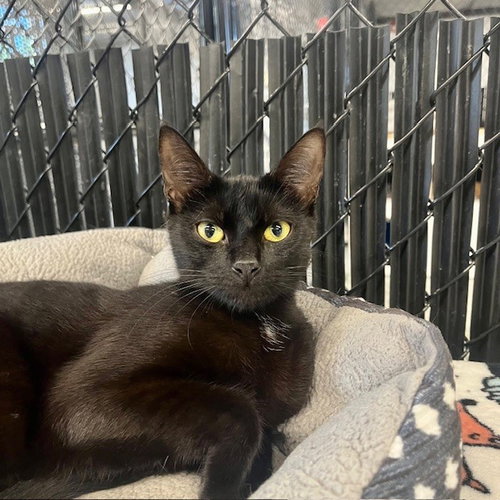 FAYE, Young Domestic Short Hair (medium coat), cat for adoption in Largo, Florida