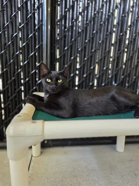 Faye - Domestic Short Hair