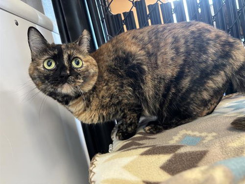 PEPPER, Senior Domestic Short Hair (medium coat), cat for adoption in Largo, Florida