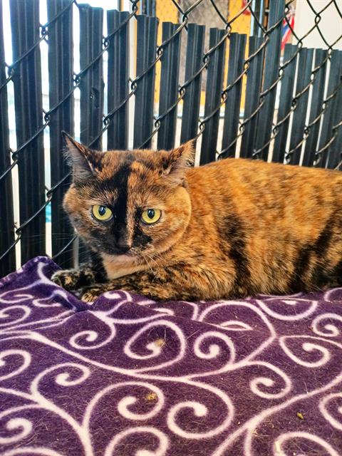 PEPPER, an adoptable Domestic Short Hair in Palmetto, FL