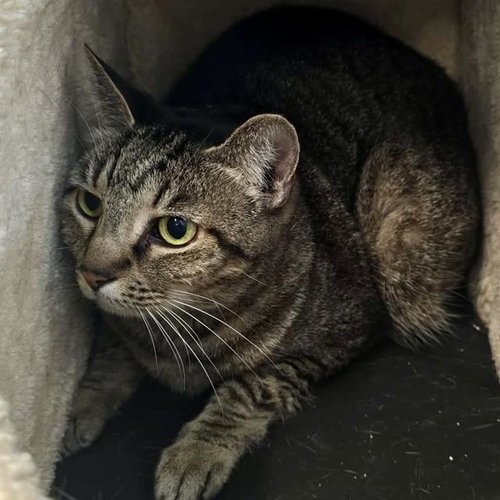 MINNIE, Senior Domestic Short Hair (medium coat), cat for adoption in Largo, Florida
