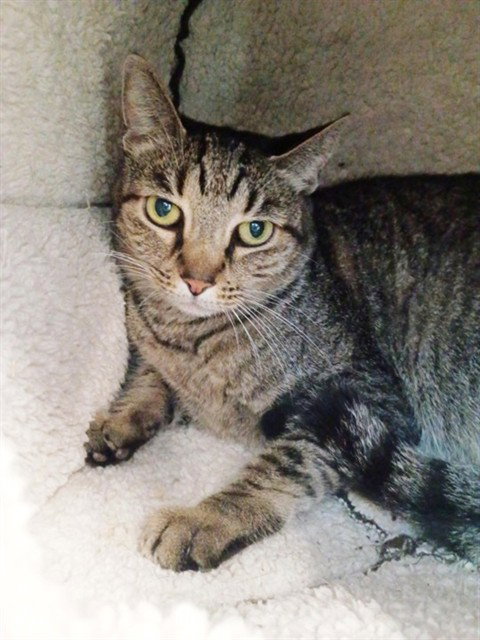MINNIE, Senior Domestic Short Hair (medium coat), cat for adoption in Largo, Florida