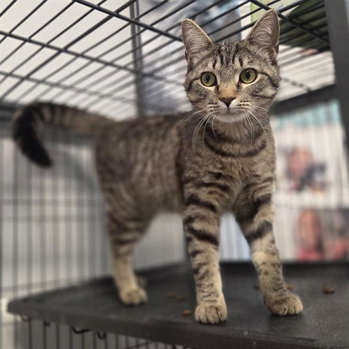 SULU, Young Domestic Short Hair (medium coat), cat for adoption in Largo, Florida