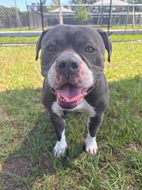 ODIN, an adoptable American Bulldog in Palmetto, FL