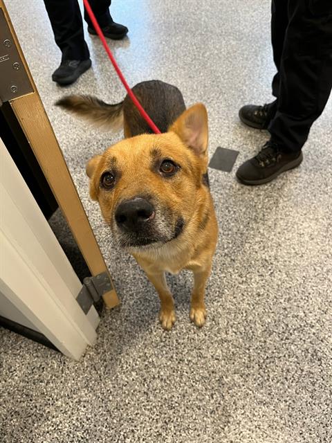 FIEVEL, an adoptable German Shepherd Dog in Palmetto, FL