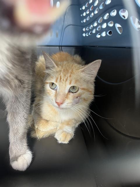 TAKI, Adult Domestic Medium Hair (medium coat), cat for adoption in Largo, Florida