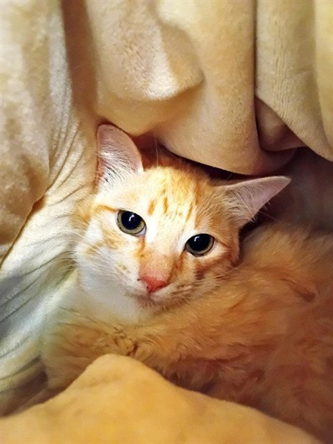 TAKI, an adoptable Domestic Medium Hair in Palmetto, FL