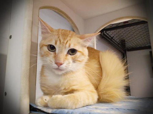 TAKI, Adult Domestic Medium Hair (medium coat), cat for adoption in Largo, Florida