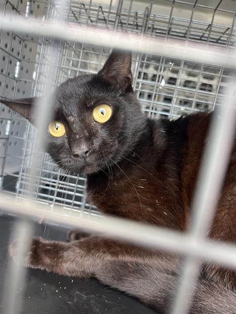 A135875, Adult Domestic Short Hair (medium coat), cat for adoption in Largo, Florida