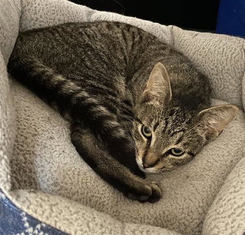 PICANTE, Young Domestic Short Hair (medium coat), cat for adoption in Largo, Florida