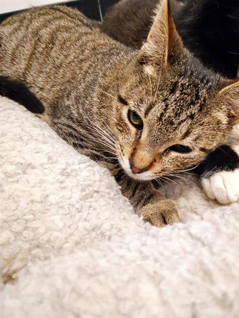 PICANTE, an adoptable Domestic Short Hair in Palmetto, FL