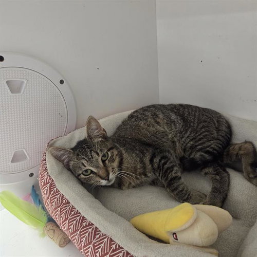 PICANTE, Young Domestic Short Hair (medium coat), cat for adoption in Largo, Florida