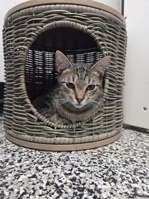 PICANTE, Young Domestic Short Hair (medium coat), cat for adoption in North Port, Florida