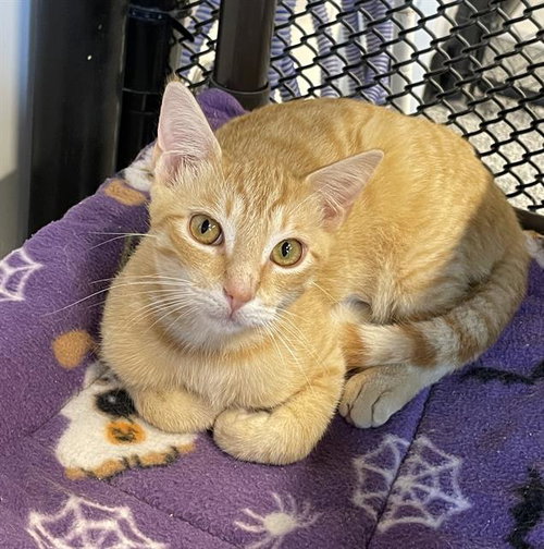 TAQUITO, Young Domestic Short Hair (medium coat), cat for adoption in Largo, Florida