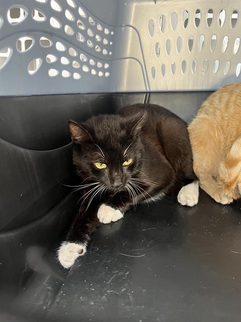 CHALUPA, Young Domestic Short Hair (medium coat), cat for adoption in Largo, Florida