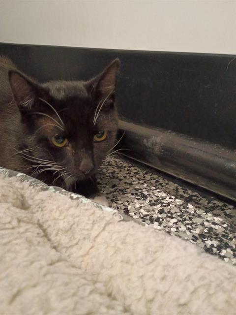 CHALUPA, an adoptable Domestic Short Hair in Palmetto, FL