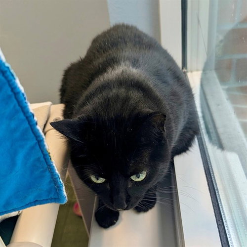 FATIMA, Adult Domestic Short Hair (medium coat), cat for adoption in Largo, Florida