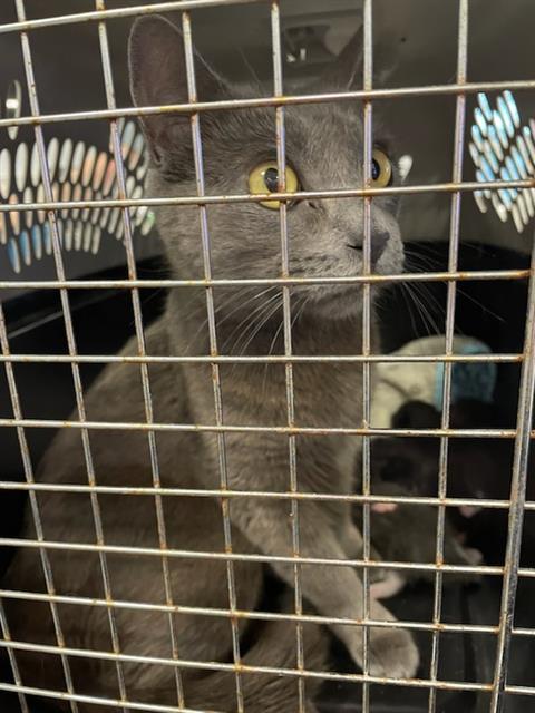SABLE, an adoptable Domestic Short Hair in Palmetto, FL